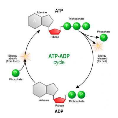 Ciclo del ATP, saber sobre la creatina